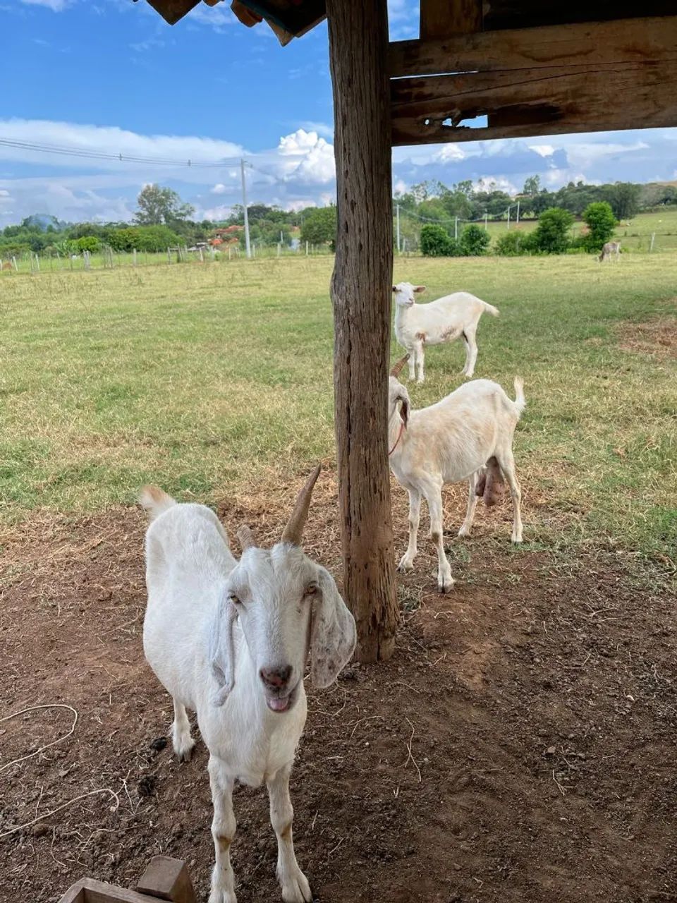 Cabras sanney Leiteira - Foto 2