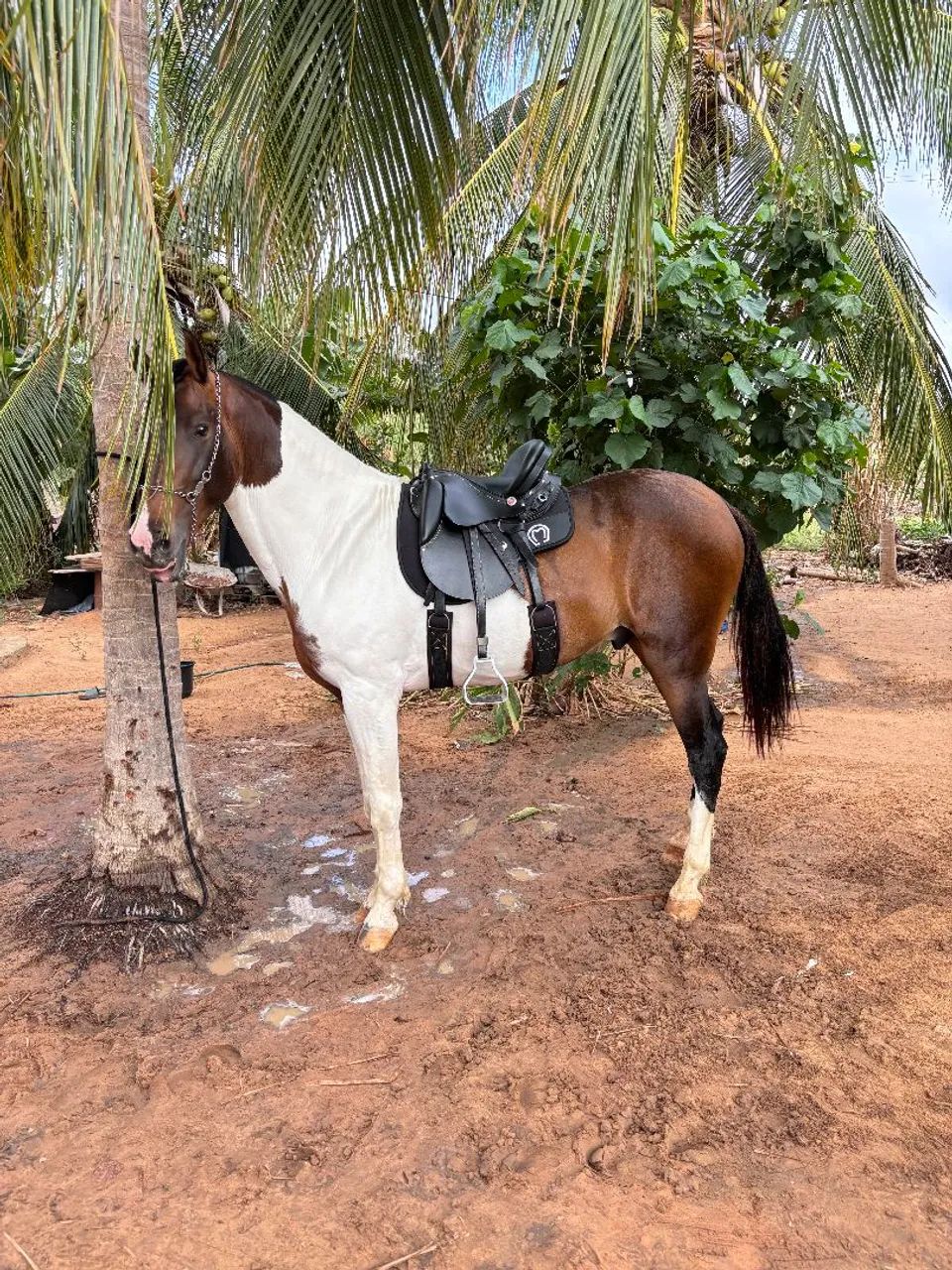 Cavalo MM genuíno de macha picada para venda - Foto 6