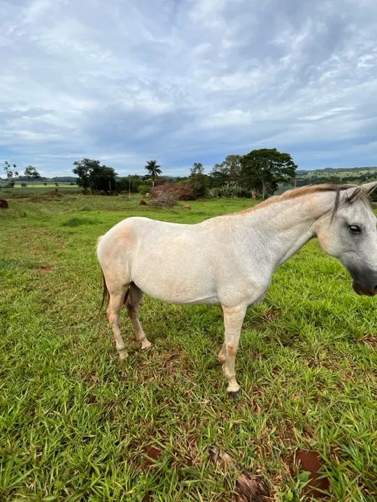 Cavalo Mangalarga Marchador  - Foto 6