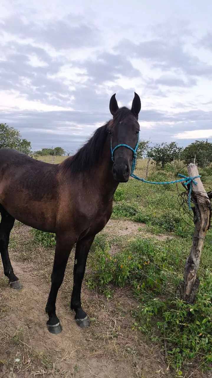 Cavalo Jovem e Forte a Venda