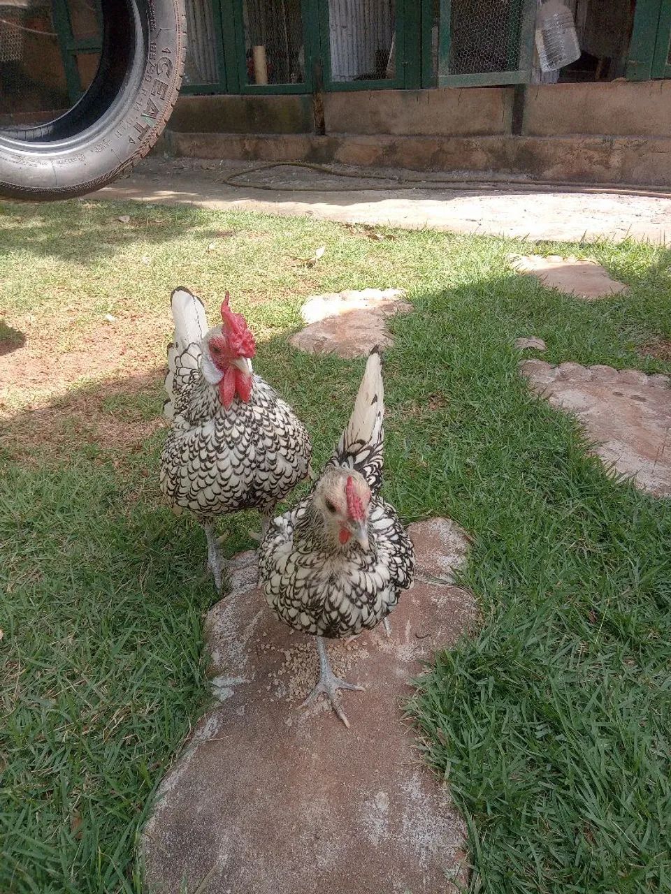 Galinhas ornamentais sebrayt  - Foto 2