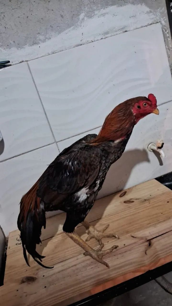 Galos mura  - Foto 2