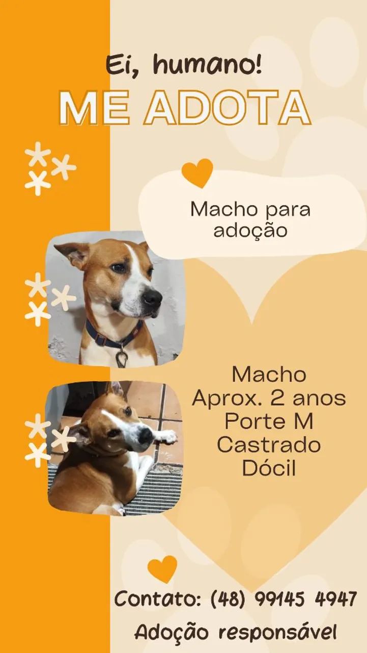Adoção cachorro - Foto 4