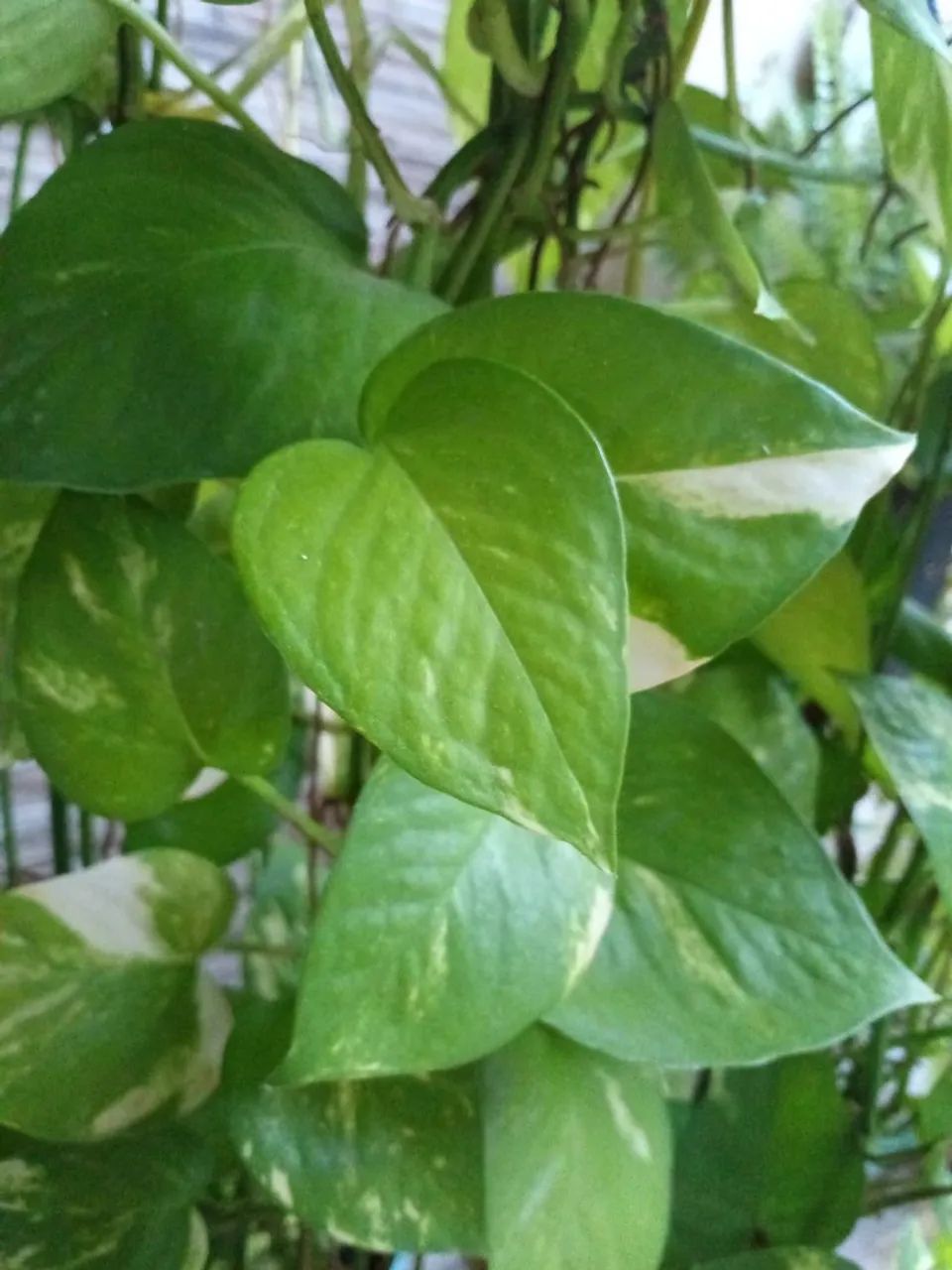 Planta - Foto 3