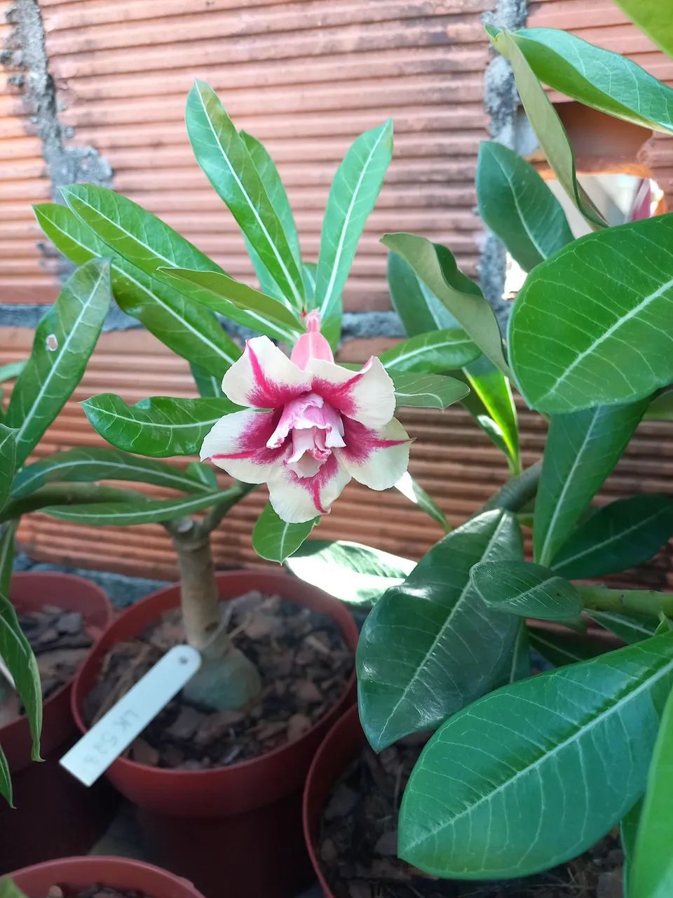 Vende rosa do deserto exertada várias cores  - Foto 4