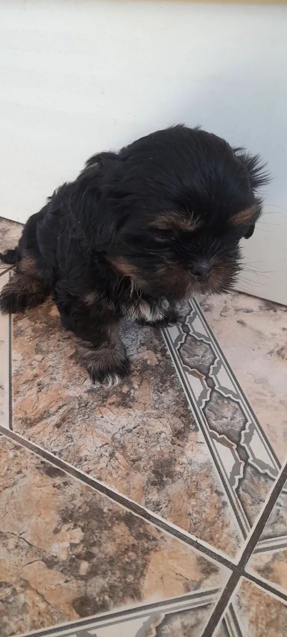 Vendo 2 shitzu.  - Foto 2