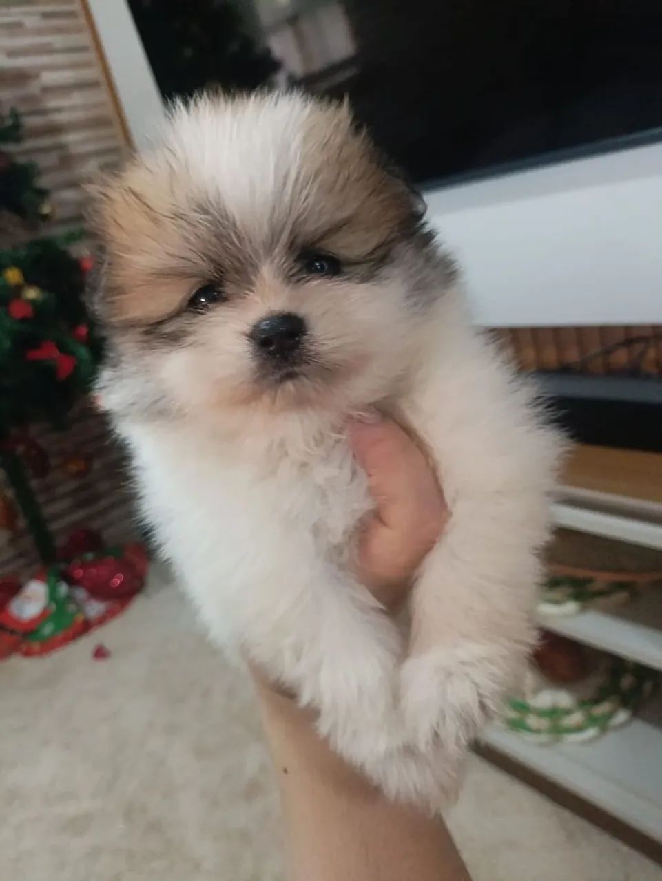 Vendo dois Spitz alemão!!! - Foto 4