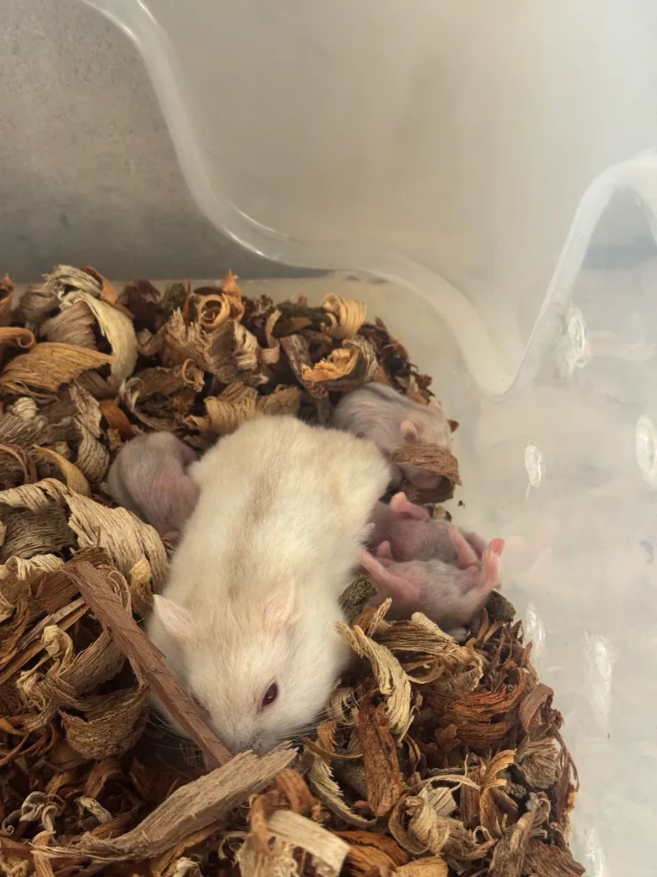 Hamster filhotes - Foto 2