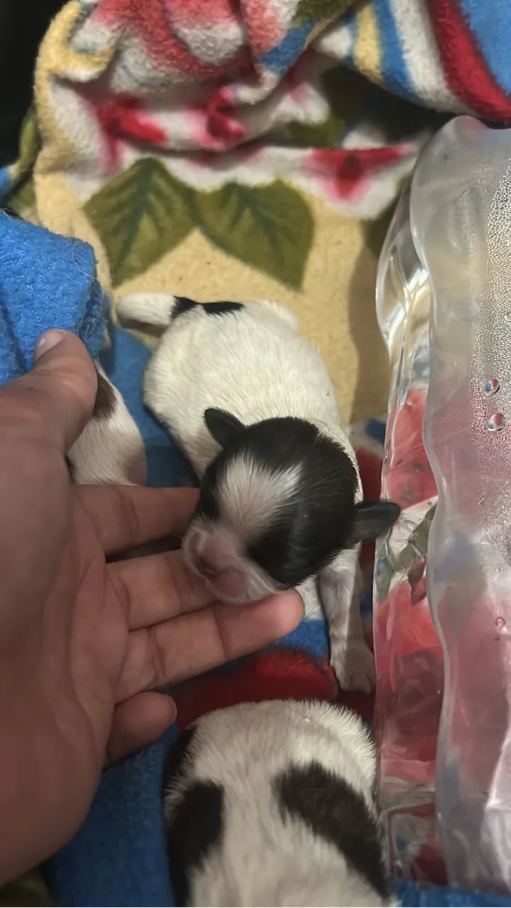 Shitzu micro 