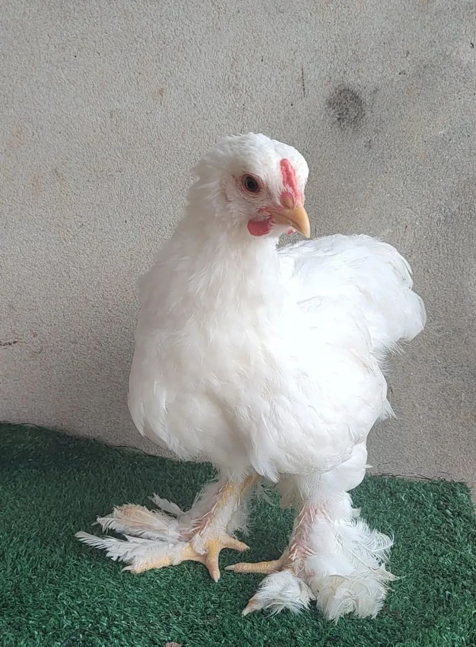Brahma White - frangos e frangas