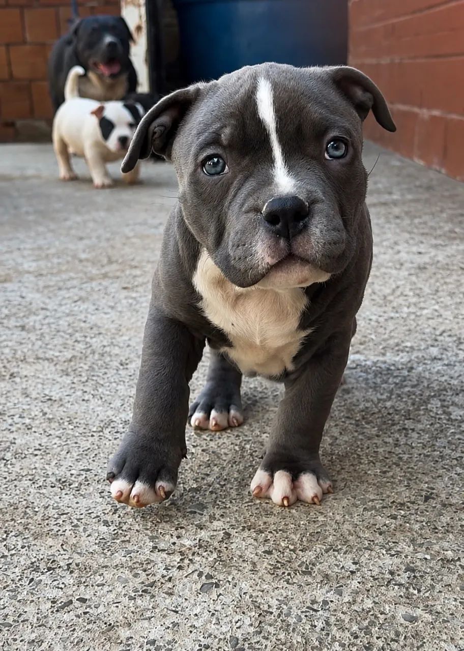 American bully - Foto 2