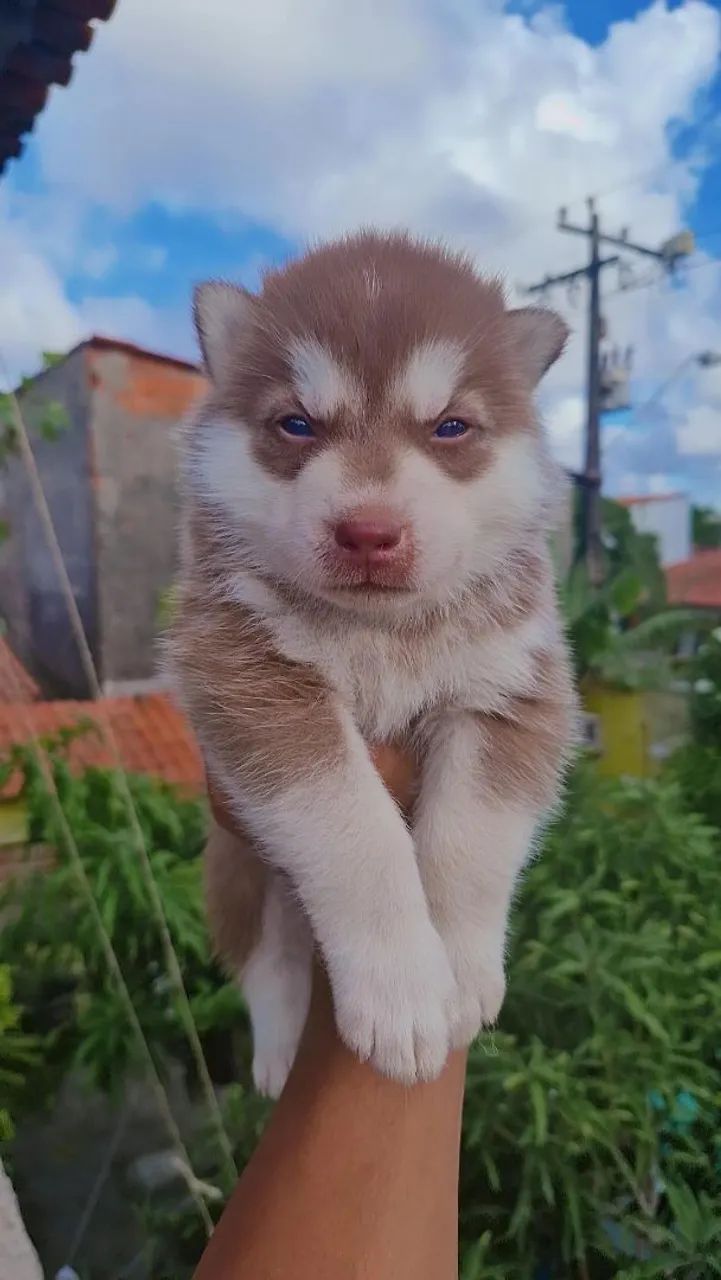 Husky siberiano macho - Foto 4