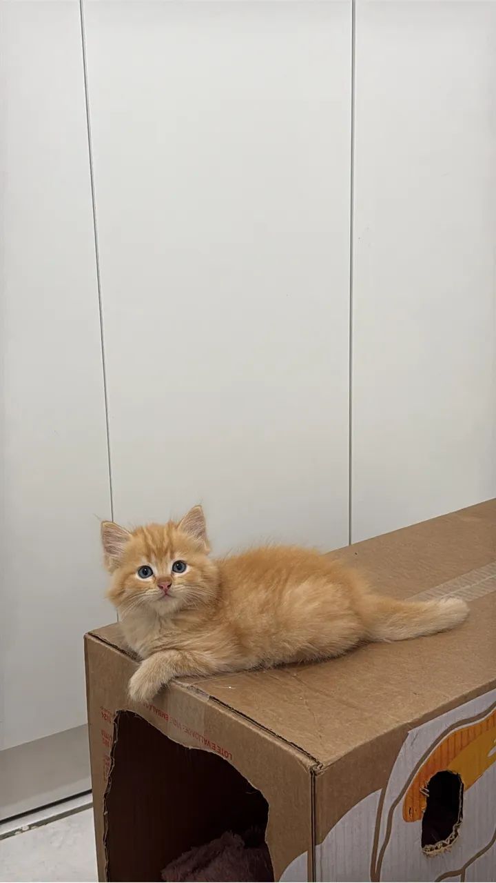 Filhotes Ragdoll  - Foto 4