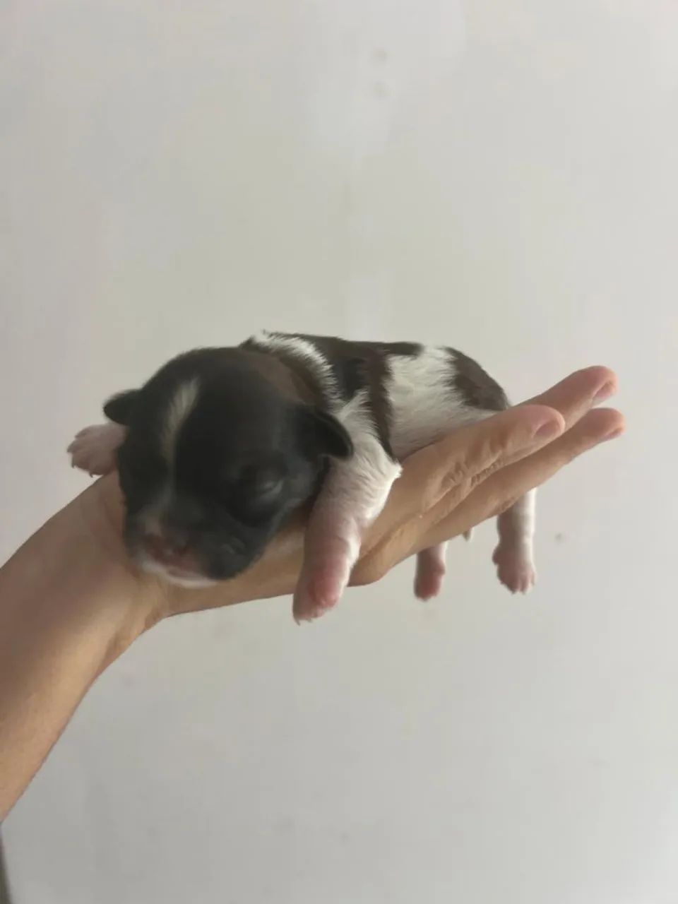 Shitzu  - Foto 2