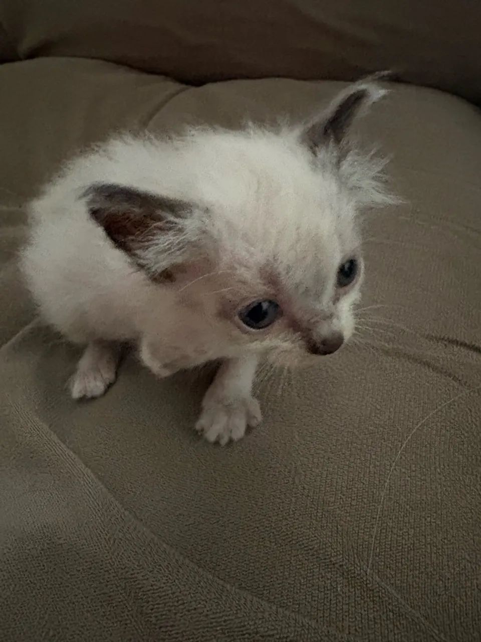 Gatinho  - Foto 3