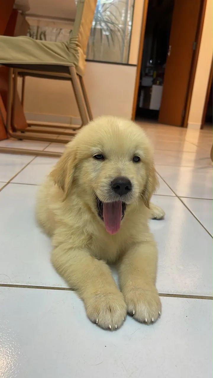 Golden Retriever 