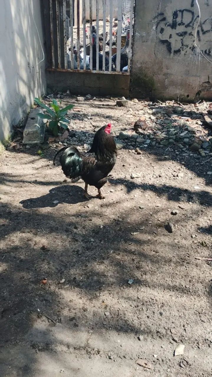 Galo 