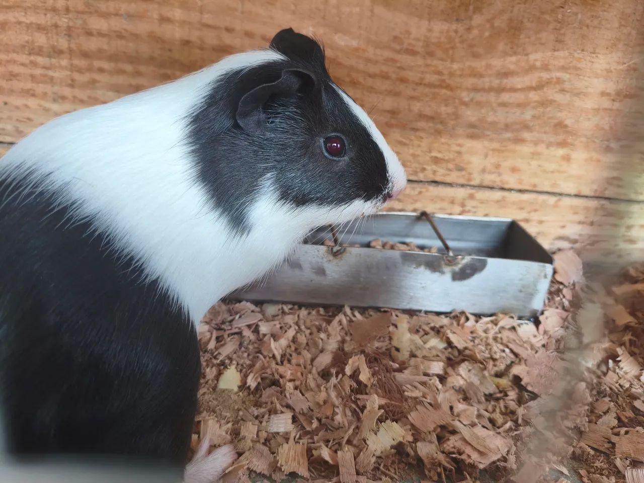 Porquinho da índia  - Foto 4