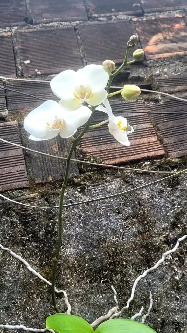 Lindas Orquídeas  - Foto 3