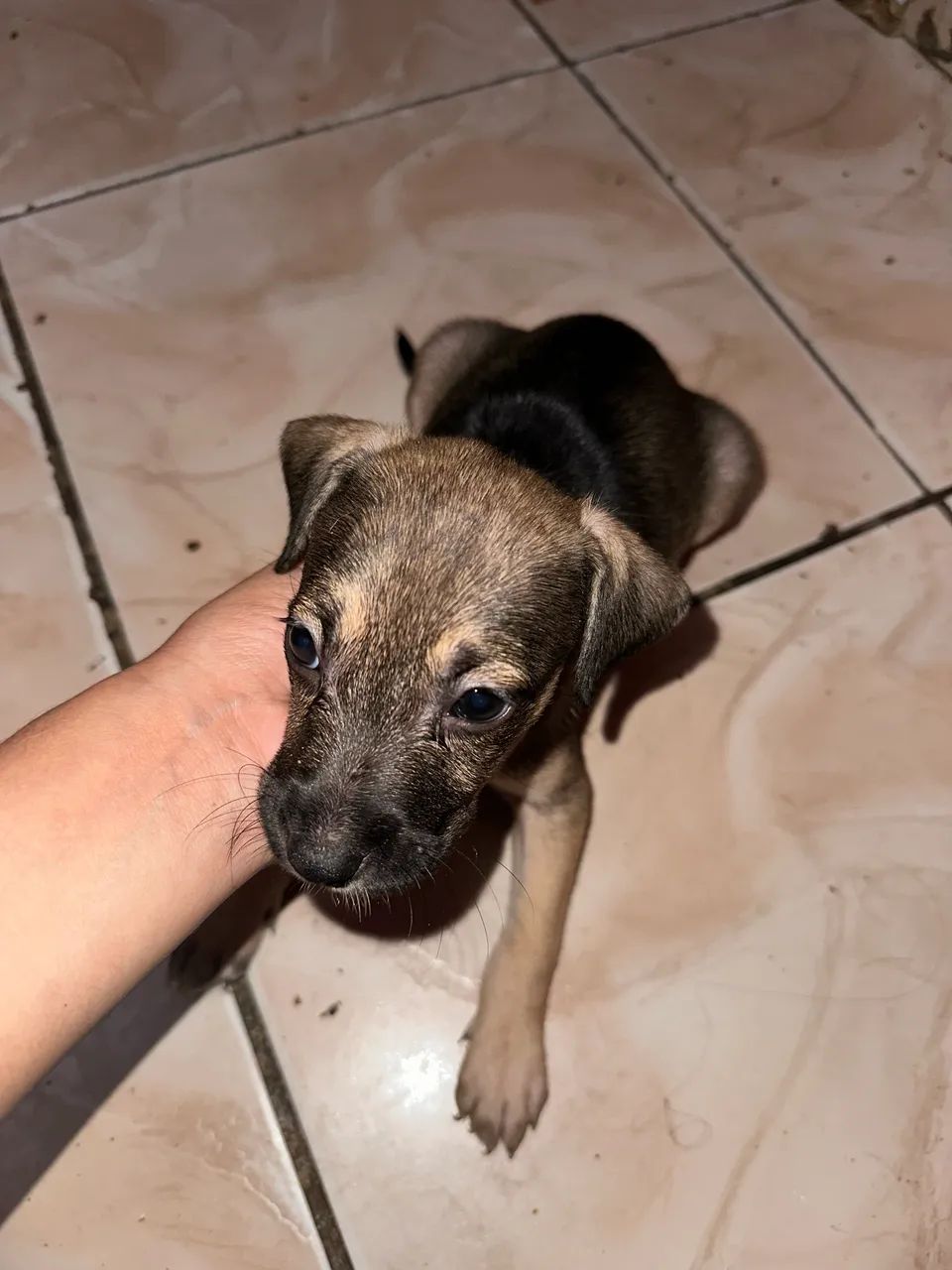 Doação de cachorro - Foto 5