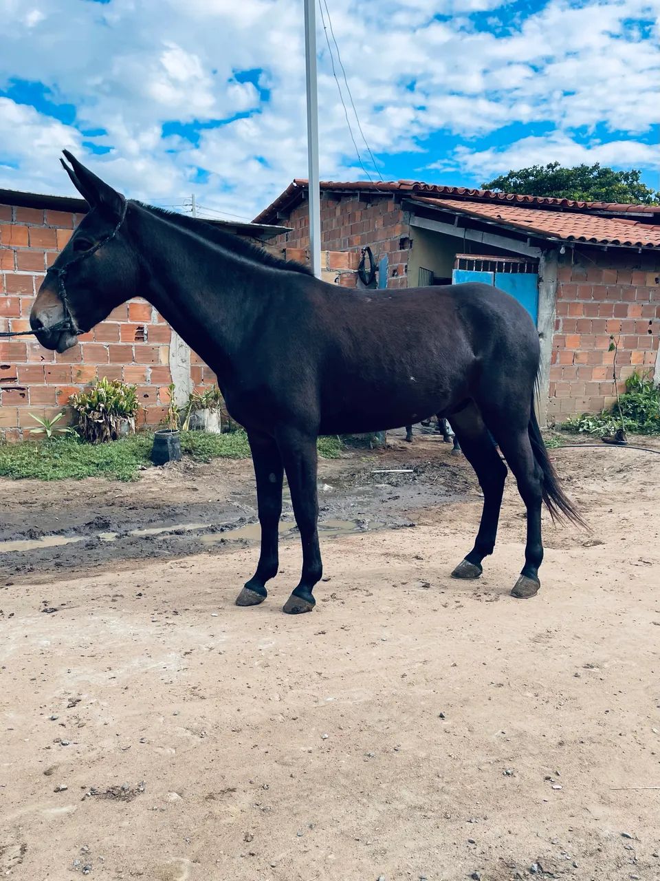 A venda Burro Preto - Foto 2