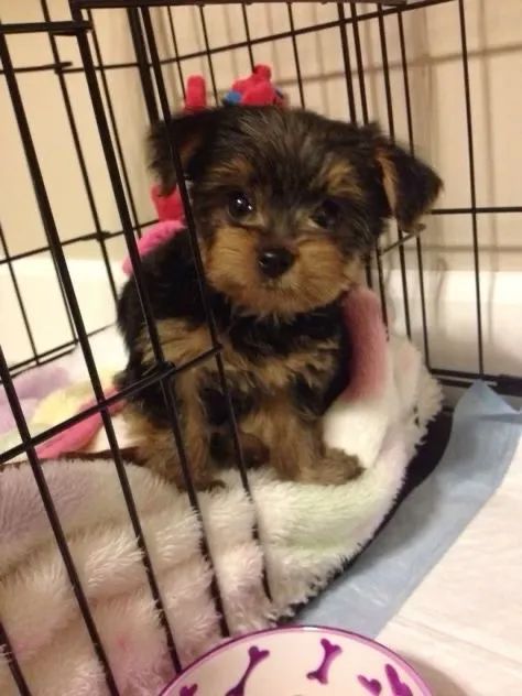 Yorkshire Terrier - Parceiro Inesperável 