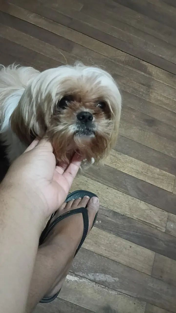Vendo shitzu ele tem um ano de idade
