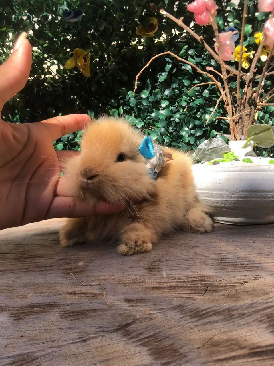 Mini coelho lion head 