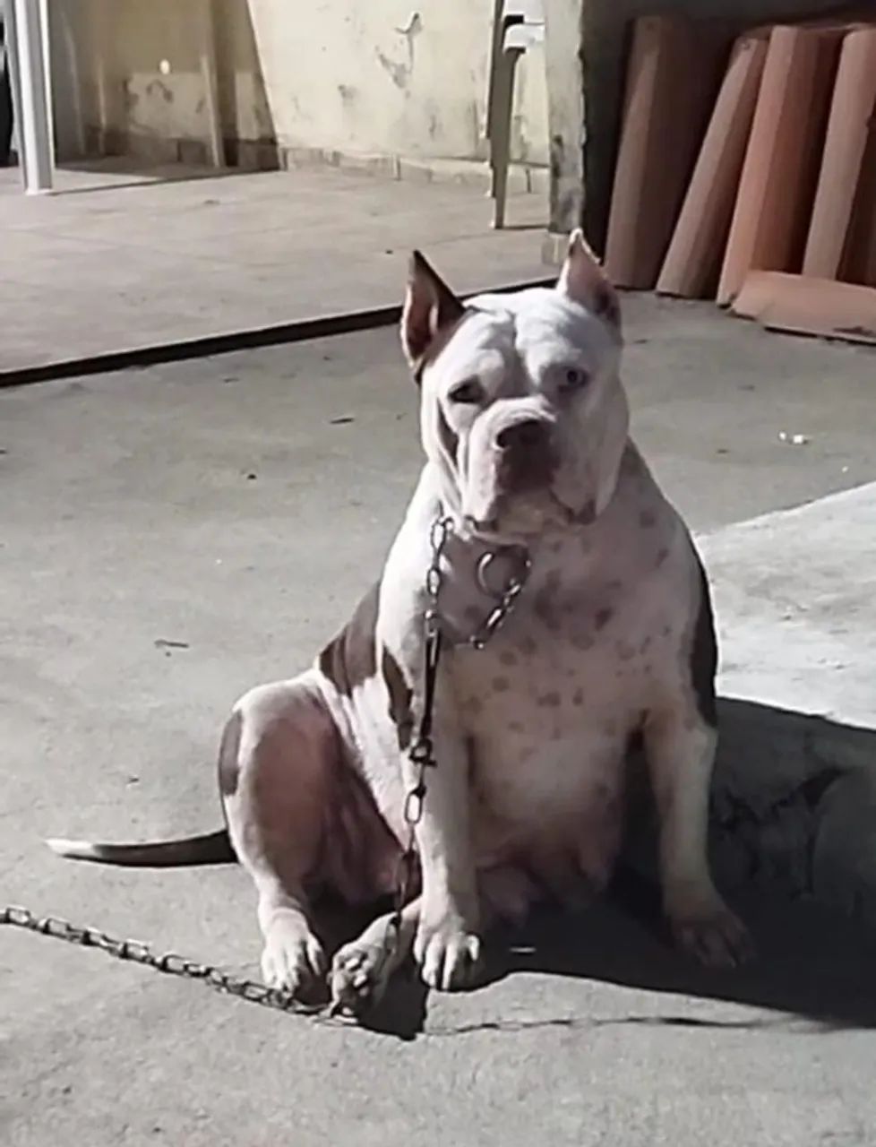 Cachorra fêmea Pitbull  - Foto 2