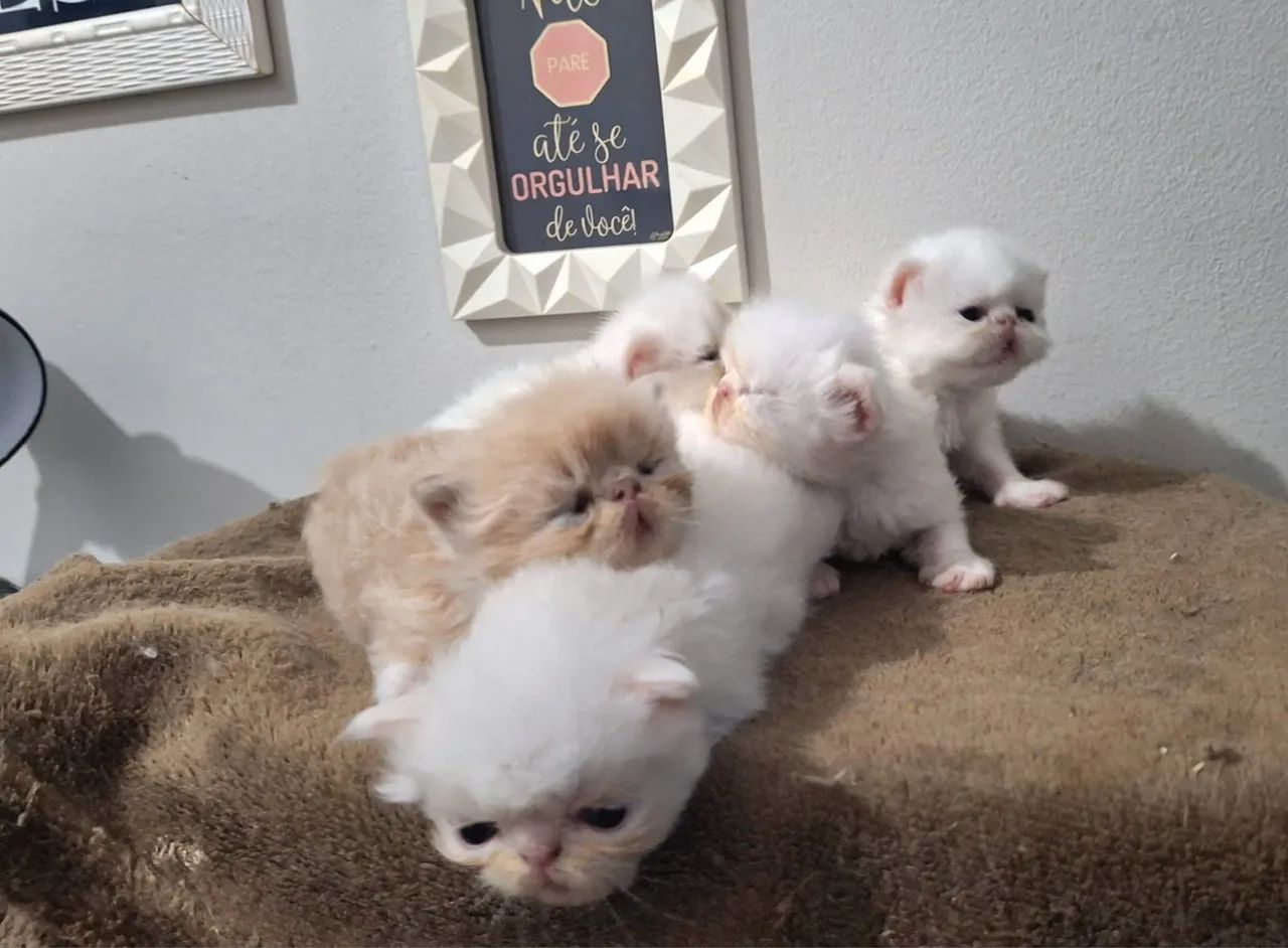 Filhotes de Gato Persa  - Foto 2