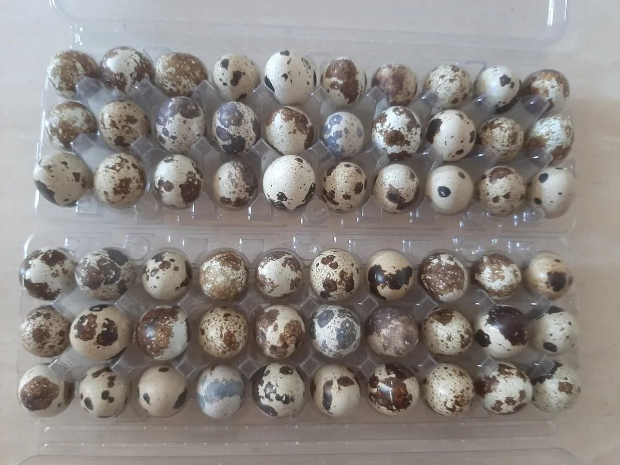 Ovos férteis de codornas  - Foto 2