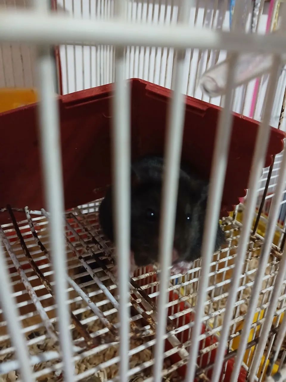 Hamster sirios lindos  - Foto 3