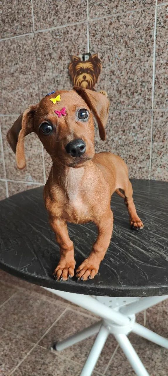 Salchisa, teckel, basset  - Foto 4