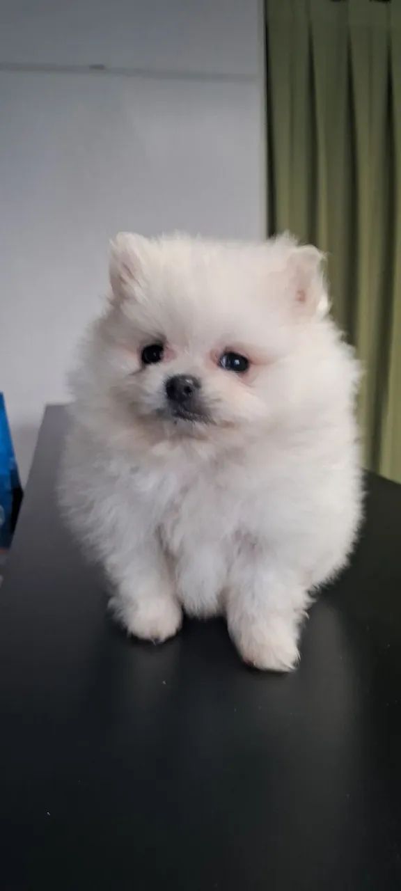 Spitz alemão  - Foto 5