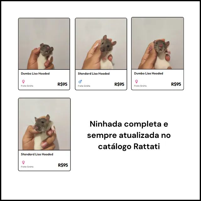 Filhotes de Rato Twister- Dócil + Brinde (Leia) - Foto 5