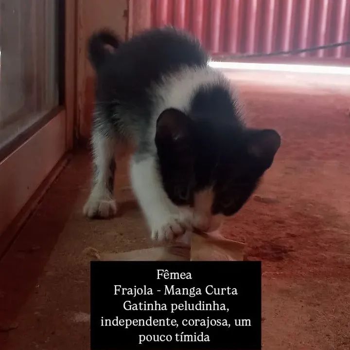 Gatos para adoção  - Foto 2