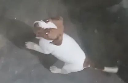 Pitbull terrier puro - Foto 4