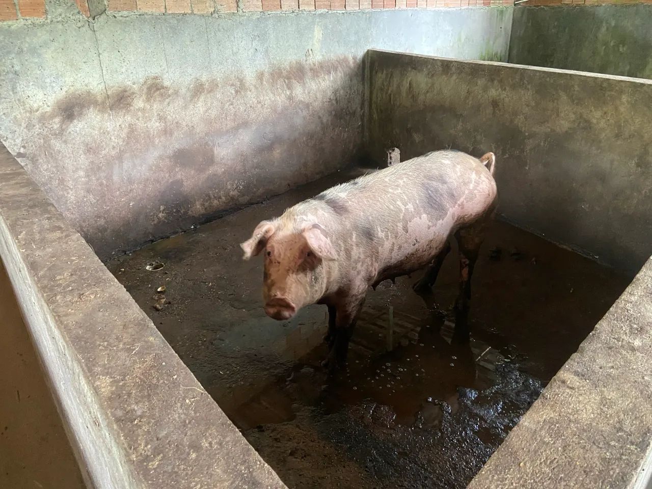 Vendo sítio bem estruturado  - Foto 3