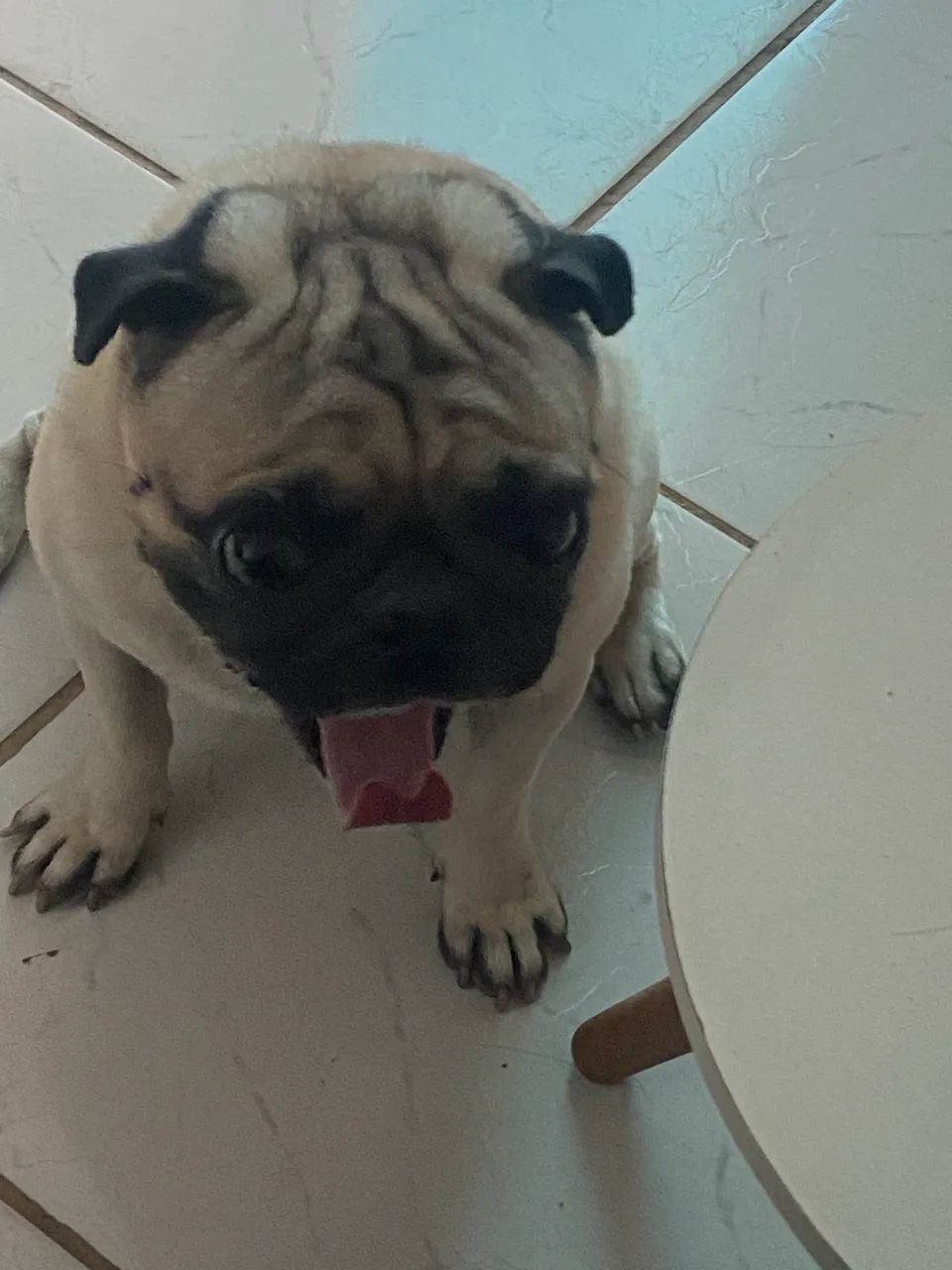 Animal - Foto 2