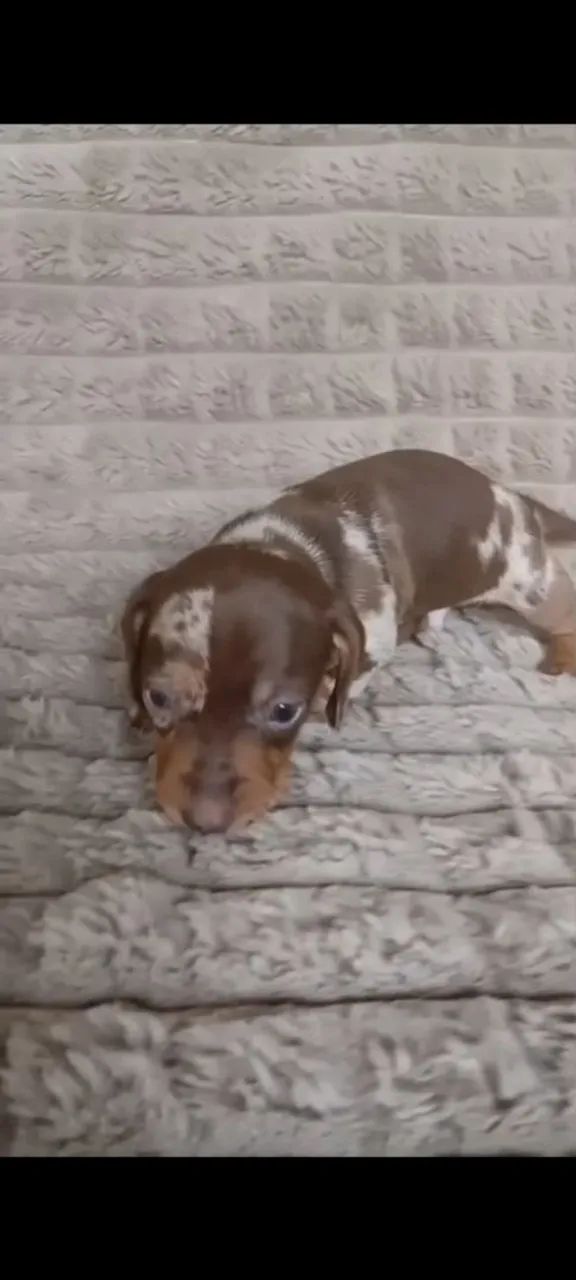 Basset macho  - Foto 3