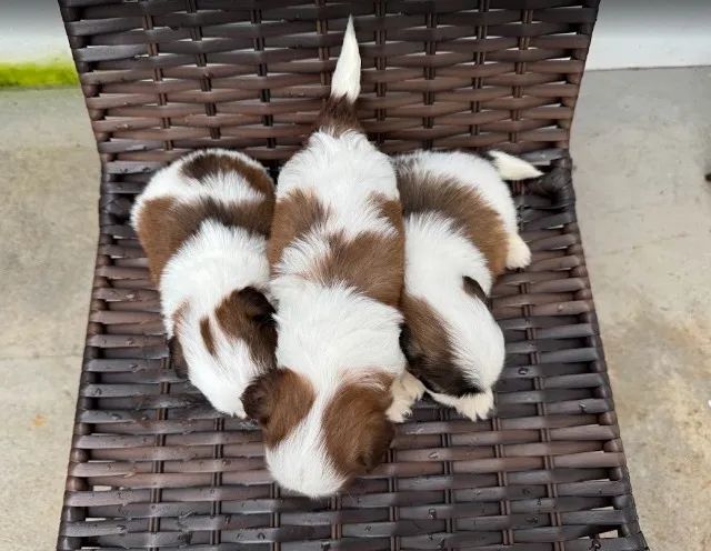 Filhotes de shih-tzu puros - Foto 2