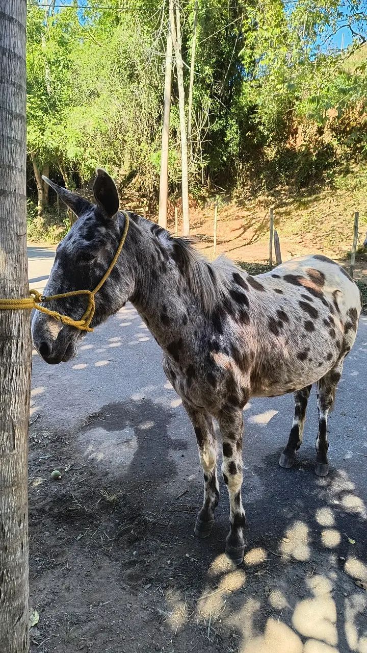 Burro diferente  - Foto 2