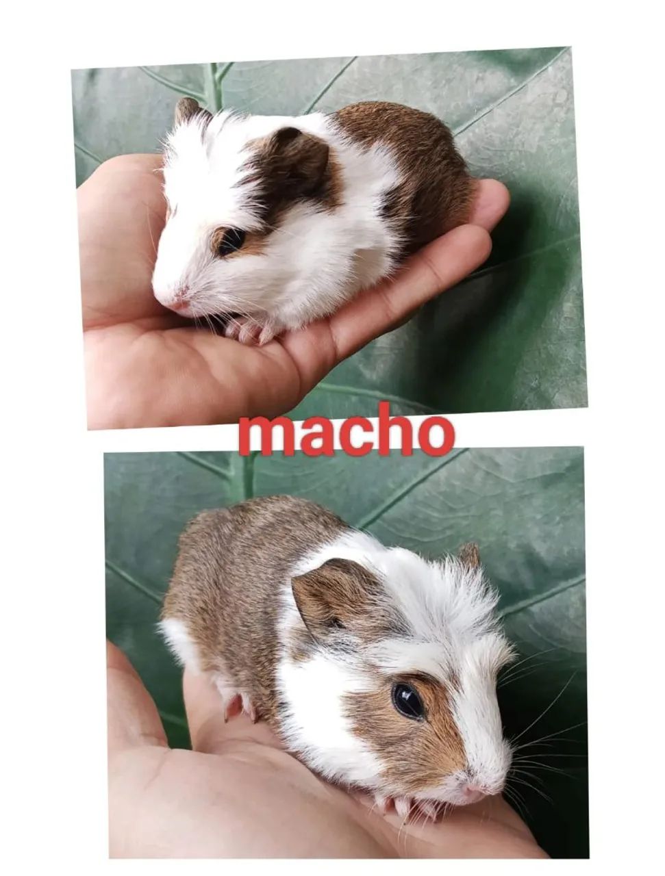 Porquinho da índia filhote 