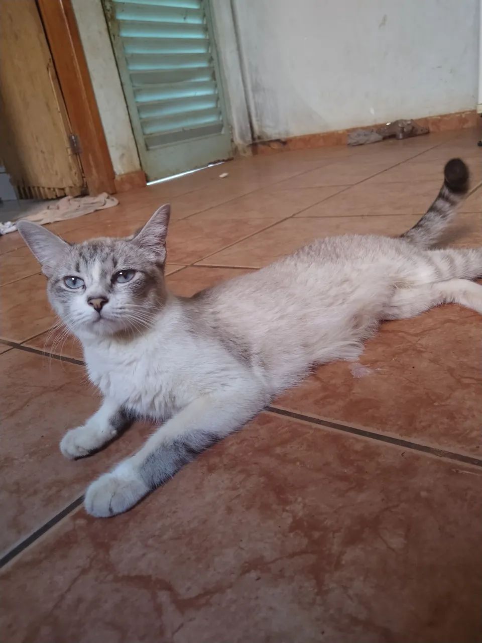 Doação de gata  - Foto 2