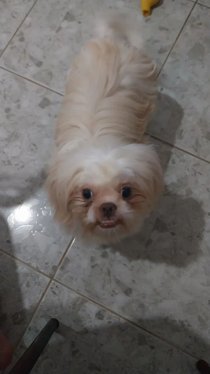 Shitzu