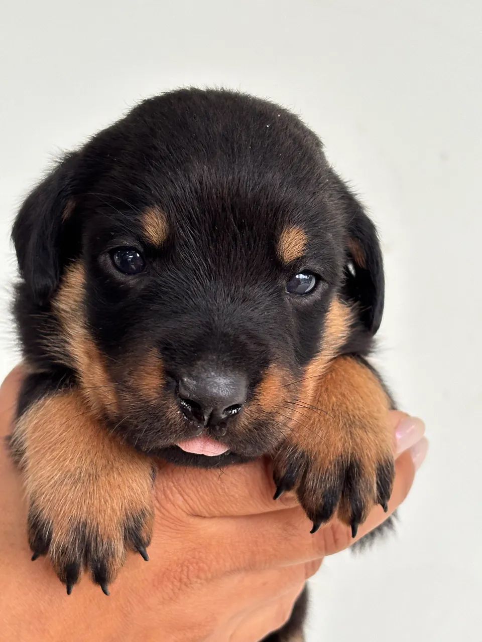 Rottweiler  - Foto 3