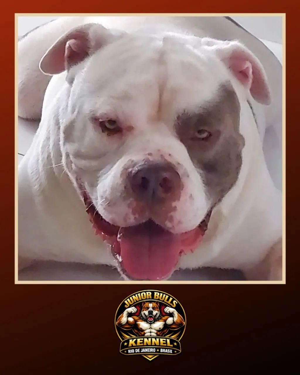 AMERICAN BULLY MACHO EXTRAORDINÁRIO  - Foto 3