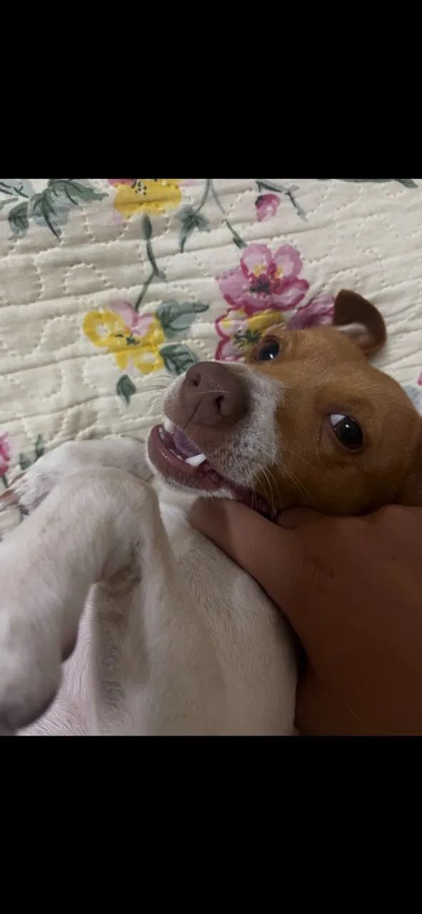 Chico precisa de um lar  - Foto 2