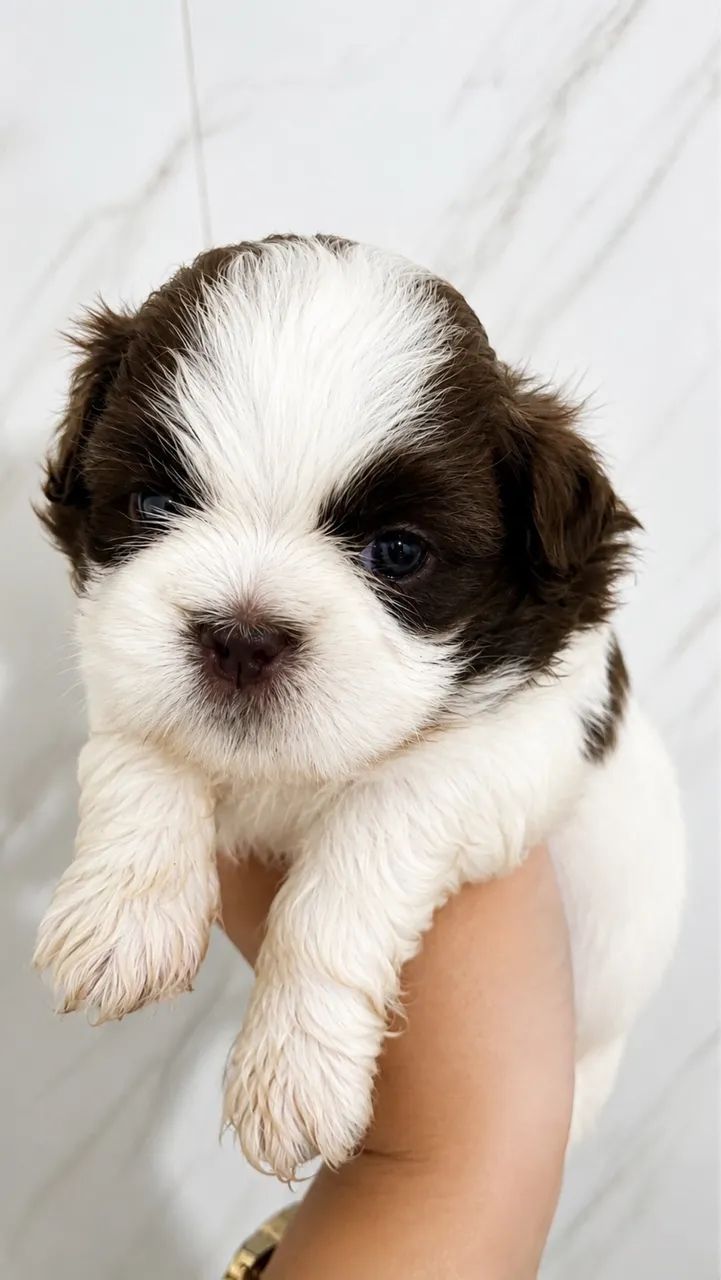 Filhotes de Shih Tzu - Foto 3