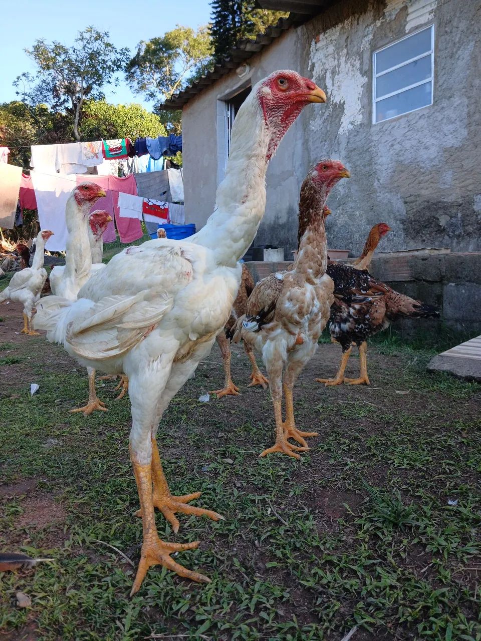 Franguinho indio gigante  - Foto 5